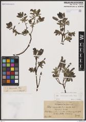 Foto von Salix breviserrata Flod.